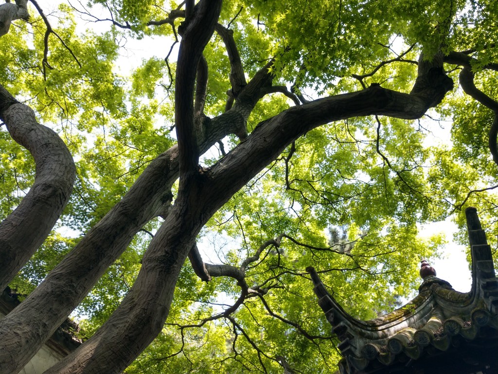 The Venice of the East:&nbsp;Suzhou